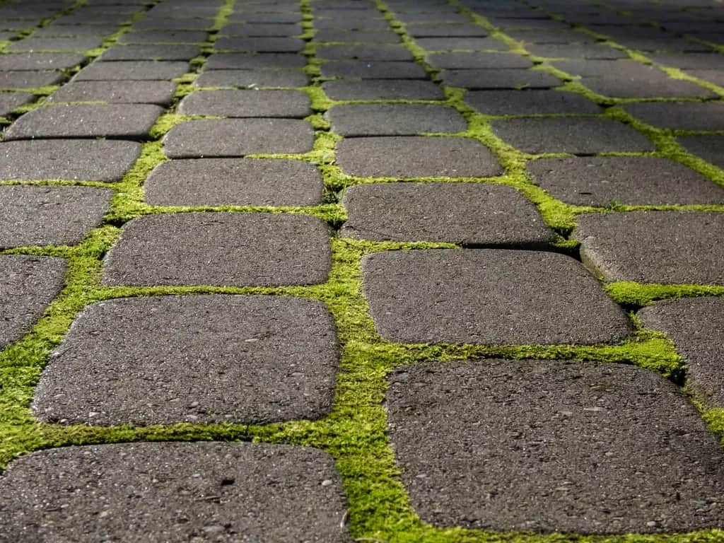 Skuteczne sposoby na usunięcie mchu z kostki brukowej bez chemii