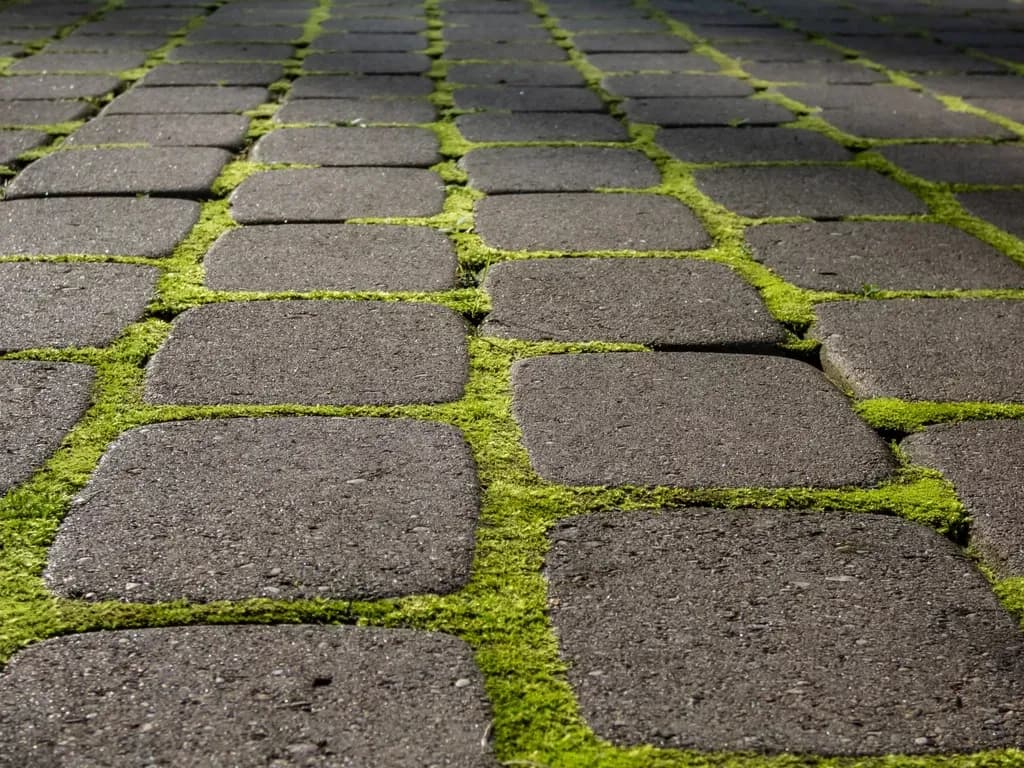 Skuteczne sposoby na usunięcie mchu z kostki brukowej bez chemii